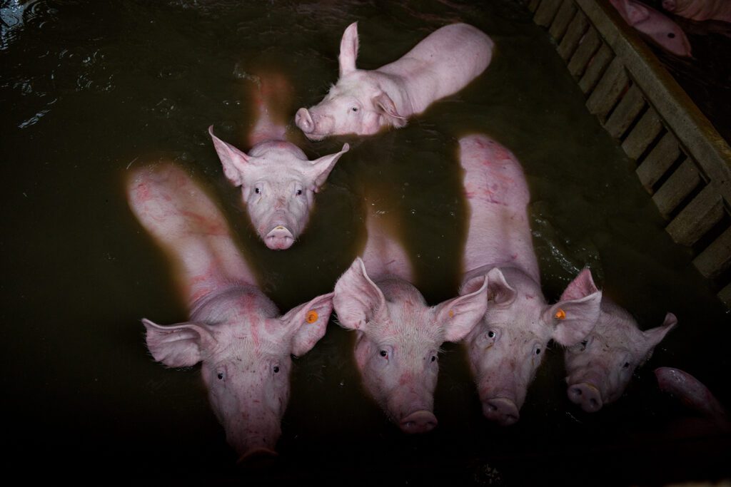 Cerdos ahogandose en inundaciones zaragosa