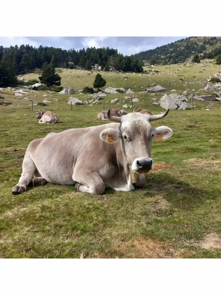 Qué-es-el-veganismo-y–qué-significa-ser-vegano